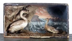 taxidermy  diorama of two birds